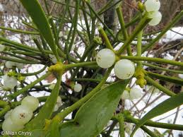 Attēlu rezultāti vaicājumam “Viscum album female flower”