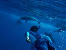 Image result for Durley Dolphin Diver
