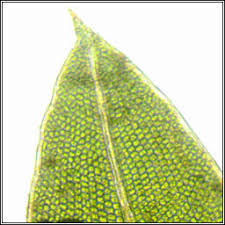 Attēlu rezultāti vaicājumam “Fissidens bryoides”