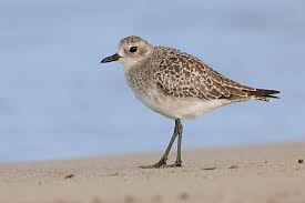 Attēlu rezultāti vaicājumam “Pluvialis squatarola adult”