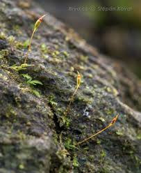 Attēlu rezultāti vaicājumam “Fissidens gracilifolius”