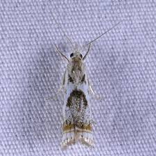 Attēlu rezultāti vaicājumam “Comatricha elegans var. microspora”