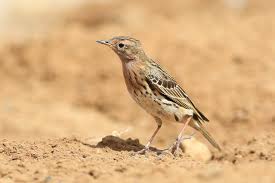 Image result for Anthus cervinus