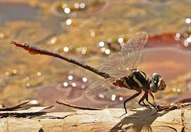 Attēlu rezultāti vaicājumam “Gomphidae”