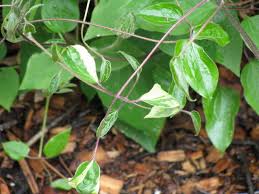 Attēlu rezultāti vaicājumam “Clematis leaf”