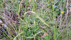 Attēlu rezultāti vaicājumam “Eriophorum latifolium leaf”
