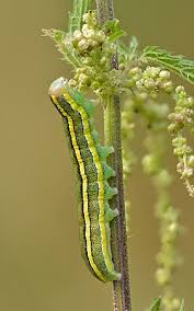 Attēlu rezultāti vaicājumam “Ceramica pisi larva”