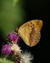 Attēlu rezultāti vaicājumam “Argynnis laodice male”