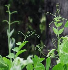 Attēlu rezultāti vaicājumam “Pisum sativum leaf”