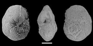 Attēlu rezultāti vaicājumam “Perichaena corticalis sessile”