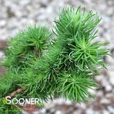 Attēlu rezultāti vaicājumam “Larix kaempferi leaf”