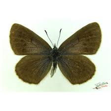 Attēlu rezultāti vaicājumam “Phengaris arion upperside”