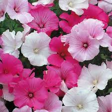 Image result for Lavatera trimestris