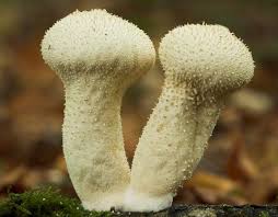 Attēlu rezultāti vaicājumam “Lycoperdon perlatum”