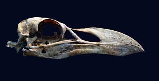 Image result for Pinguinus impennis