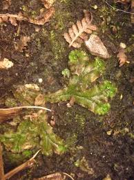 Attēlu rezultāti vaicājumam “Cephalozia connivens”