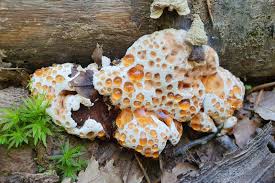 Attēlu rezultāti vaicājumam “Abortiporus biennis”