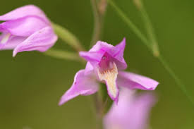 Attēlu rezultāti vaicājumam “Cephalanthera rubra”