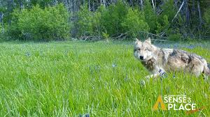 Image result for Westgate Wolves A.R.L.F.C.