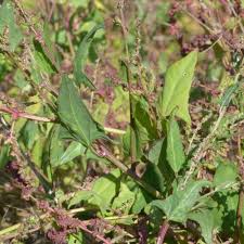 Attēlu rezultāti vaicājumam “Atriplex patula”