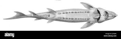 Image result for Acipenser transmontanus