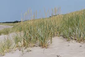 Attēlu rezultāti vaicājumam “Leymus arenarius”