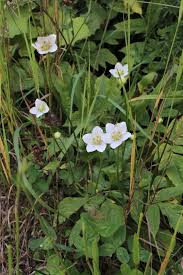 Attēlu rezultāti vaicājumam “Parnassiaceae”