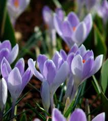 Attēlu rezultāti vaicājumam “Crocus vernus subsp. vernus flower”