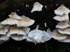 Attēlu rezultāti vaicājumam “Plicatura nivea”