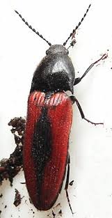 Attēlu rezultāti vaicājumam “Ampedus sanguinolentus”