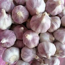 Attēlu rezultāti vaicājumam “Allium sativum fruit”