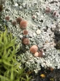 Attēlu rezultāti vaicājumam “Trapeliopsis flexuosa”