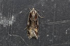 Attēlu rezultāti vaicājumam “Semioscopis oculella”