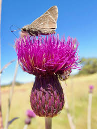 Attēlu rezultāti vaicājumam “Cirsium x rigens flower”