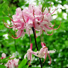 Attēlu rezultāti vaicājumam “Rhododendron periclymenoides flower”