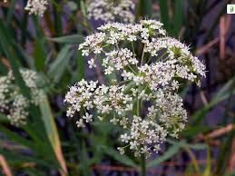 Attēlu rezultāti vaicājumam “Sium latifolium fruit”