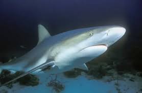 Image result for Carcharhinus perezii