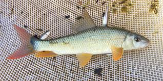 Image result for Moxostoma macrolepidotum