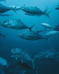 Image result for Pseudocaranx dentex