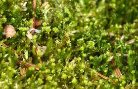 Attēlu rezultāti vaicājumam “Platygyrium repens”