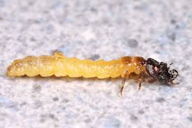 Attēlu rezultāti vaicājumam “Argidae larva”