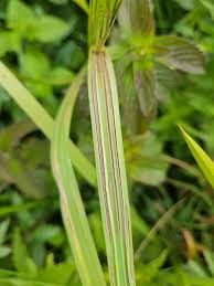 Attēlu rezultāti vaicājumam “Glyceria maxima leaf”