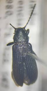 Attēlu rezultāti vaicājumam “Oedemeridae”