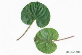 Attēlu rezultāti vaicājumam “Viola mirabilis leaf”