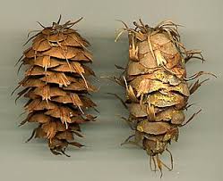 Attēlu rezultāti vaicājumam “Pseudotsuga menziesii var. glauca”