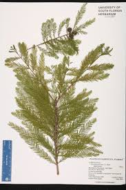 Attēlu rezultāti vaicājumam “Taxodium distichum”