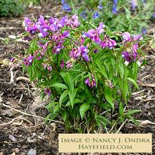 Attēlu rezultāti vaicājumam “Lathyrus vernus bud”