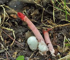 Attēlu rezultāti vaicājumam “Mutinus ravenelii”