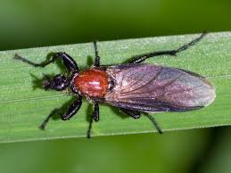 Attēlu rezultāti vaicājumam “Bibionidae female”