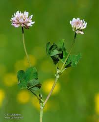 Attēlu rezultāti vaicājumam “Trifolium hybridum flower”